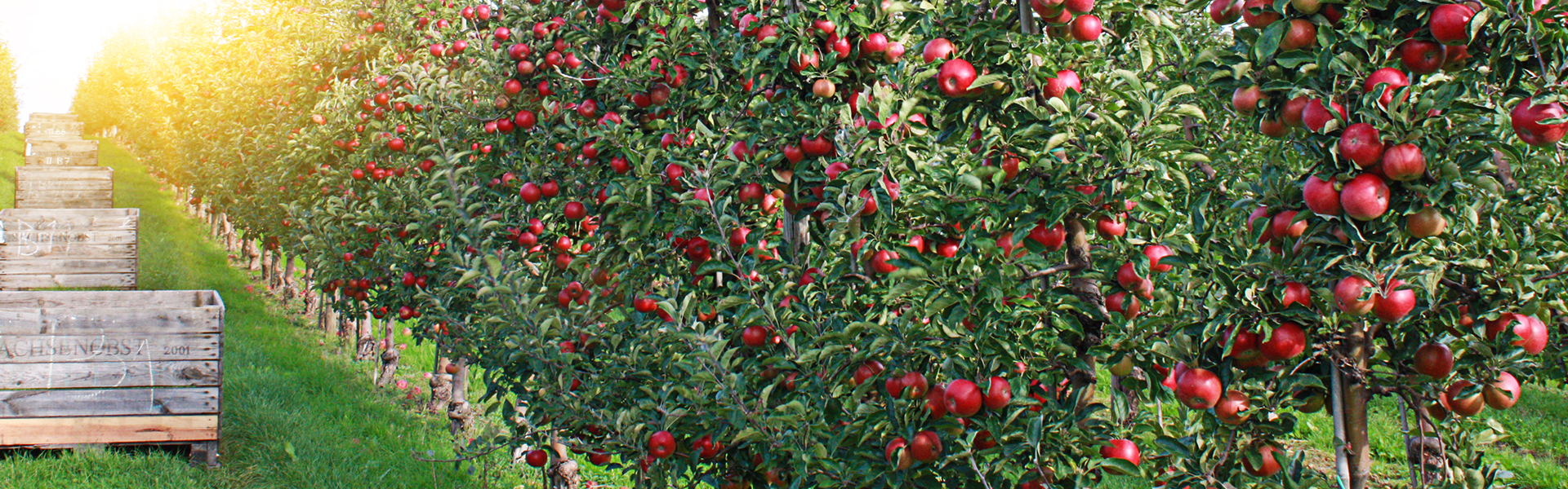 fruchtsaftgetraenk_header_e2