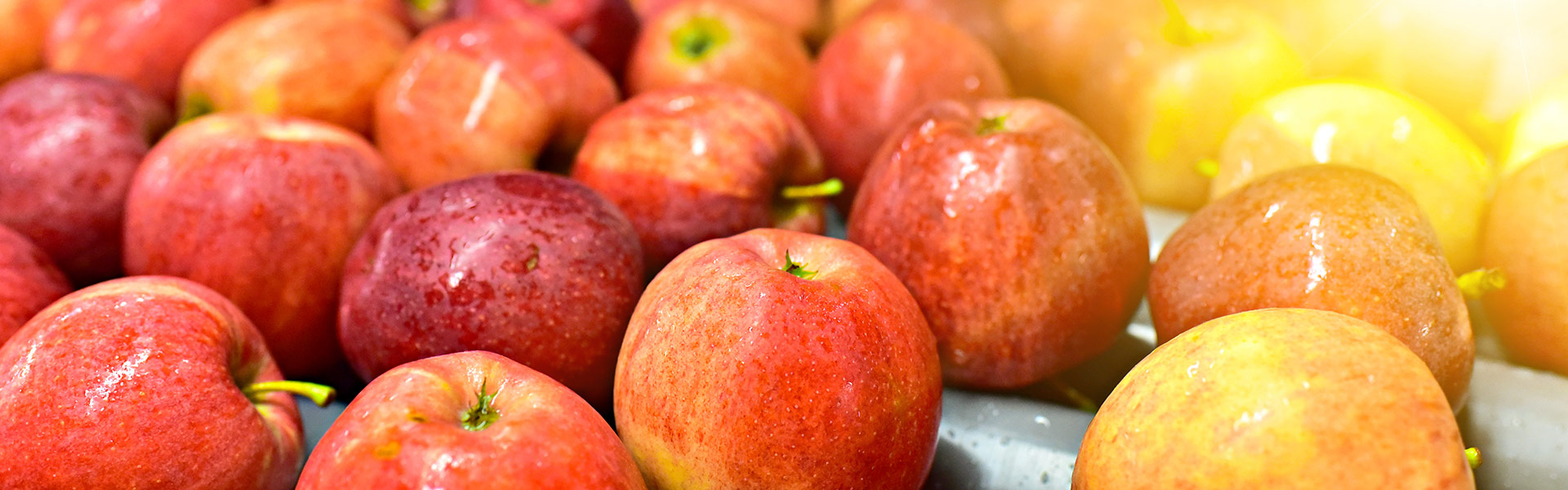 sachsenobst_frischobstvermarktung_header