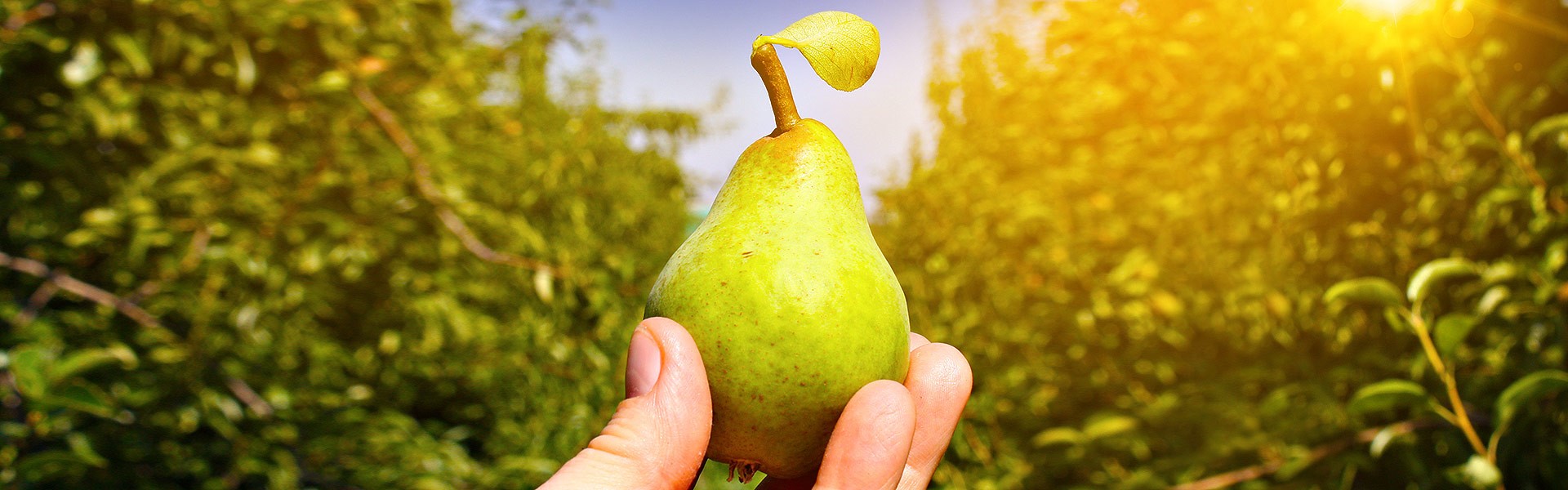 sachsenobst_obstland_erleben_header