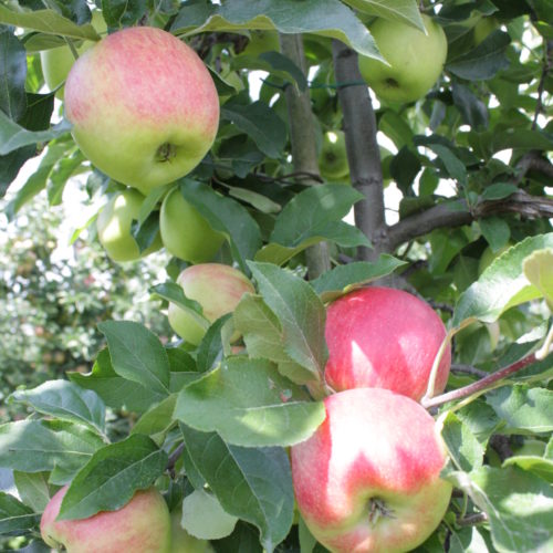 IMG_2539 IMG_2539